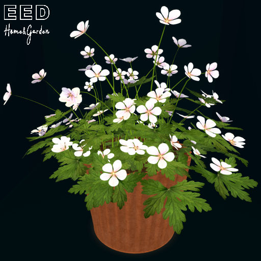 EED's TERRA POT w GERANIUM pink resizer c