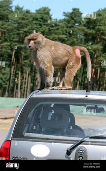 Second Life Marketplace - Monkey on the Car! Gesture