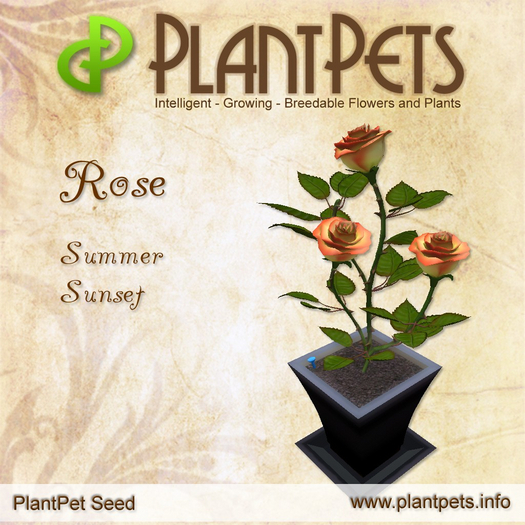 PlantPet Seed [Rose *Summer Sunset*] RARE
