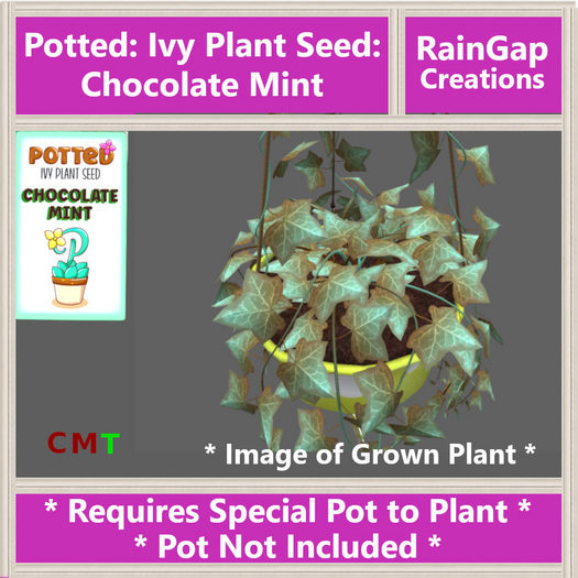 Potted: Ivy Plant Seed: Chocolate Mint ACTUAL ITEM