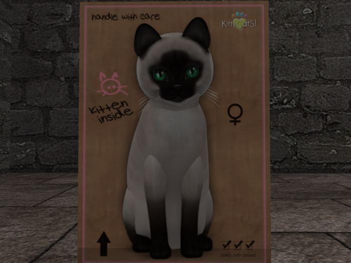 KittyCatS Box - New Born Kitten