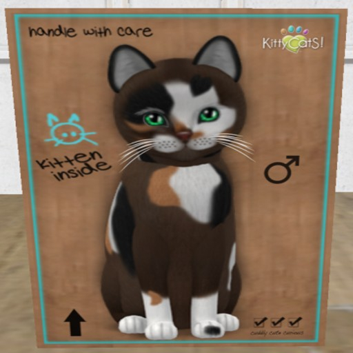 KittyCatS Box - New Born Kitten