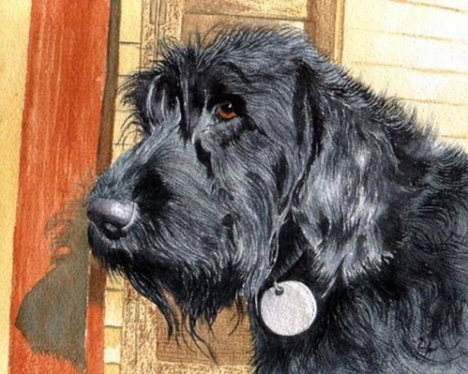 Black Labradoodle Ralph