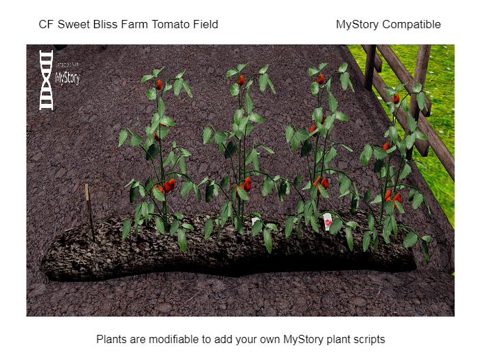 CF Tomato Field boxed (wear & touch) MyStory Compatible
