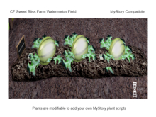 CF Watermelon Field boxed (wear & touch) MyStory Compatible