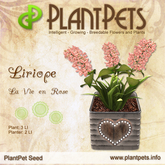 PlantPet Seed [Liriope *La Vie en Rose*] Common
