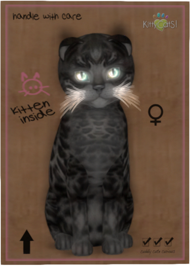 KittyCatS Box - Bengal - Black