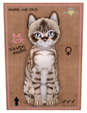 KittyCatS Box - New Born Kitten, Australian Mist - Dark Chocolate, Female
