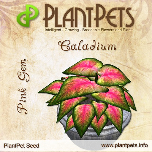 PlantPet Seed [Caladium *Pink Gem*]