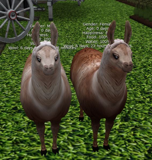 DFS LLAMA STARTER  M&F