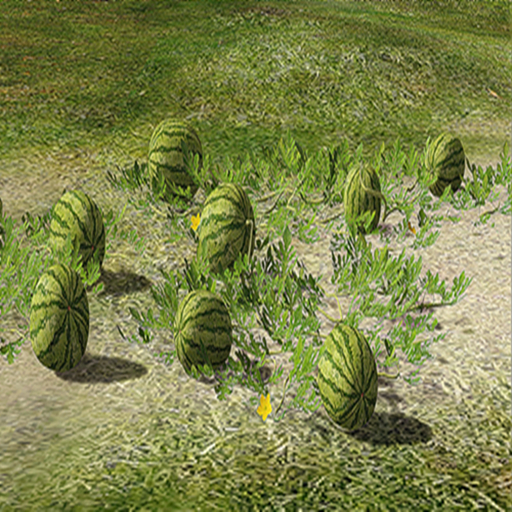 Lop Backdrop Watermelon Plantation BOX