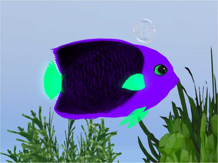 (7S) Common Fish: Blacklight Rock Beauty