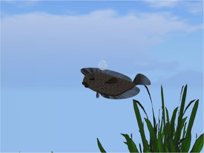 (7S) Common Fish: Brown Flounder