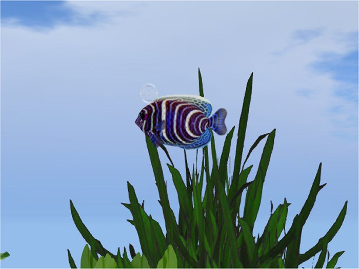 (7S) Common Fish: Blue Juv Emperor