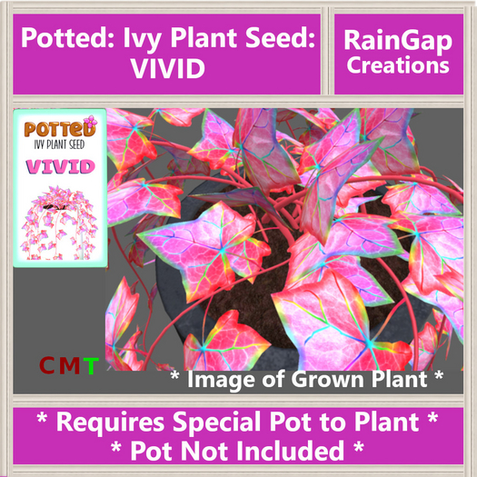 Potted: Ivy Plant Seed: Vivid ACTUAL ITEM