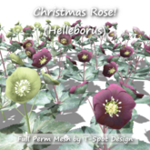 T-Spot Mesh - Christmas Rose (Helleborus) - Full Perm - LI=0.5-0.7