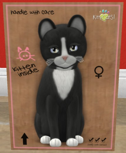 KittyCatS Box - New Born Kitten