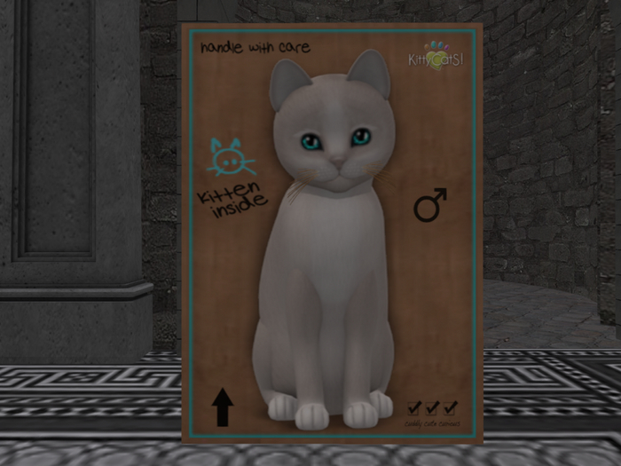 KittyCatS Box - New Born Kitten