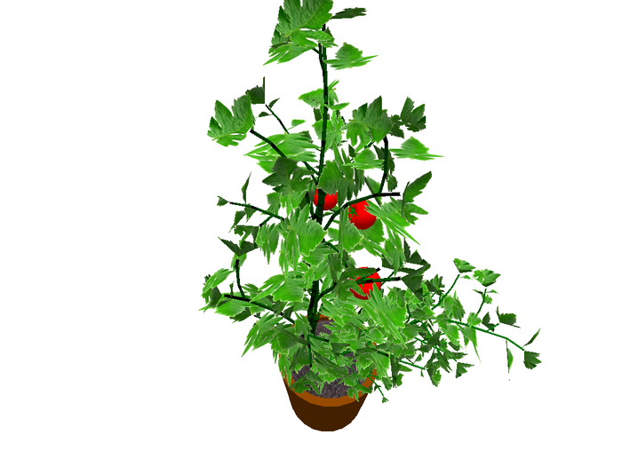 Tomato plant