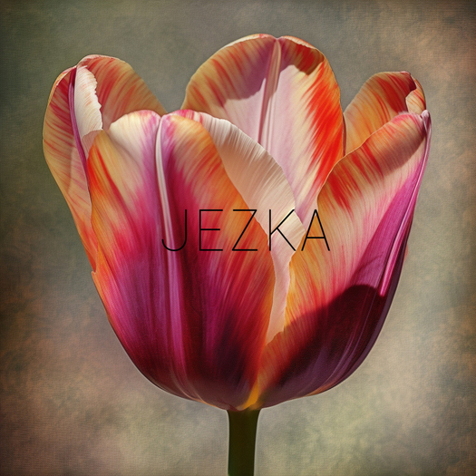 JEZKA - Full Perm Texture 241