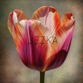 JEZKA - Full Perm Texture 241