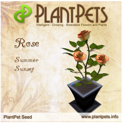 PlantPet Seed [Rose *Summer Sunset*]Rare