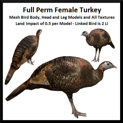 Full Perm Female Turkey