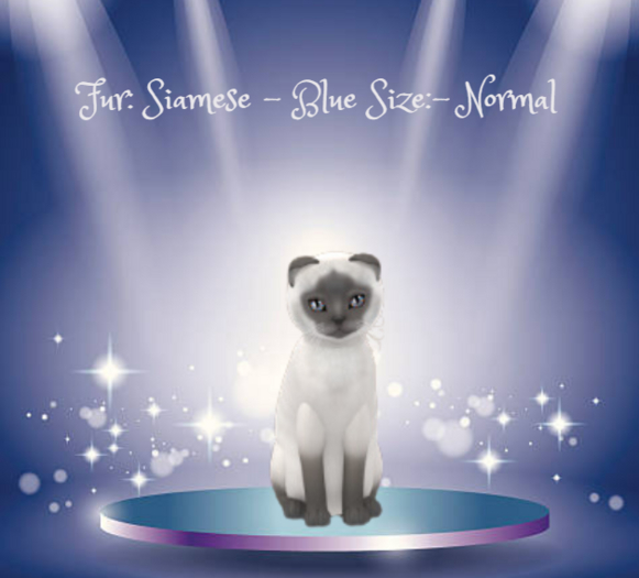 KittyCatS-Fur: Siamese - Blue-Size: Normal-Boy