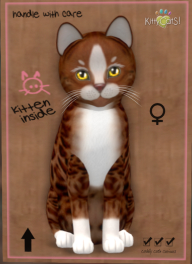 KittyCatS Box 128