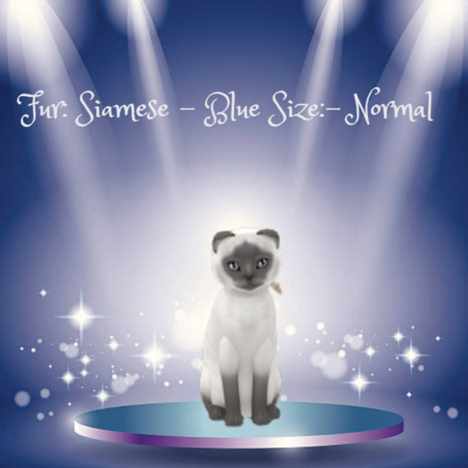 KittyCatS Fur: Siamese - Blue-Size: Normal-Girl