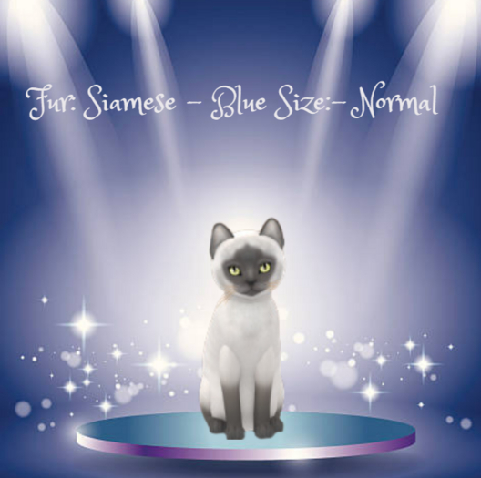 KittyCatS-Fur: Siamese - Blue-Size: Normal-Boy