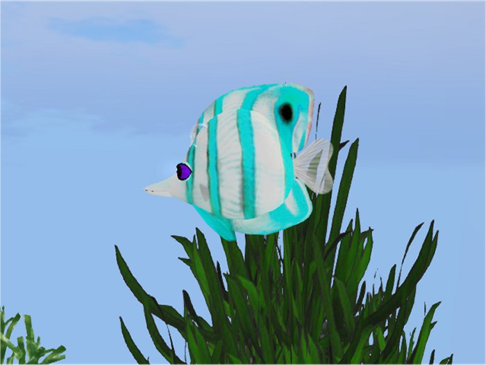 (7S) Common Fish: Blue Banded Fish