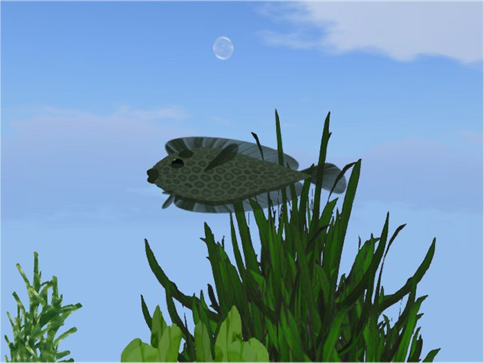 (7S) Common Fish: Green Flounder