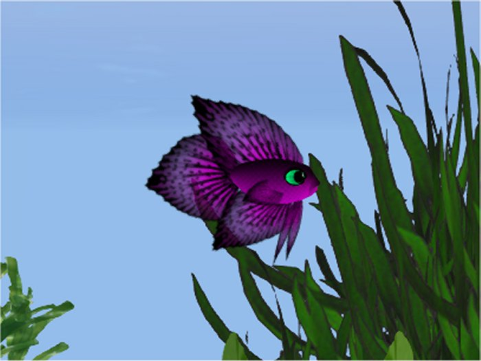 (7S) Common Fish: Magenta Betta