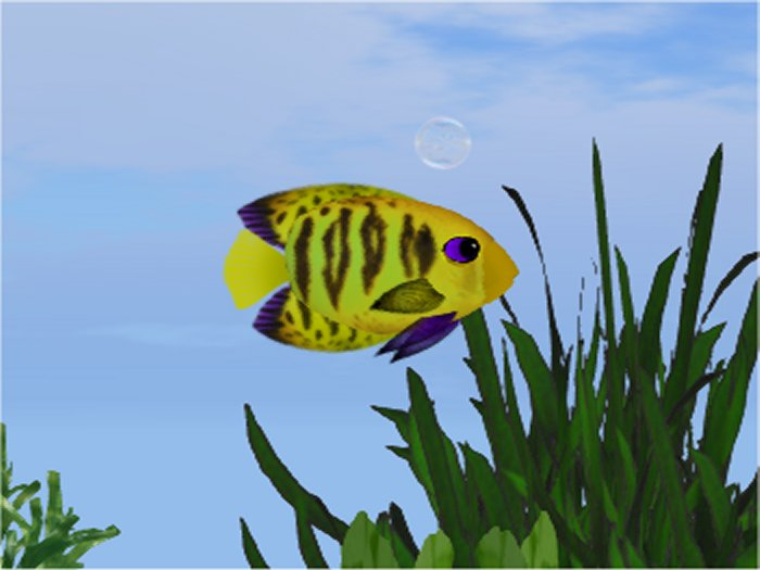 (7S) Common Fish: Mama Flame Angel Yellow