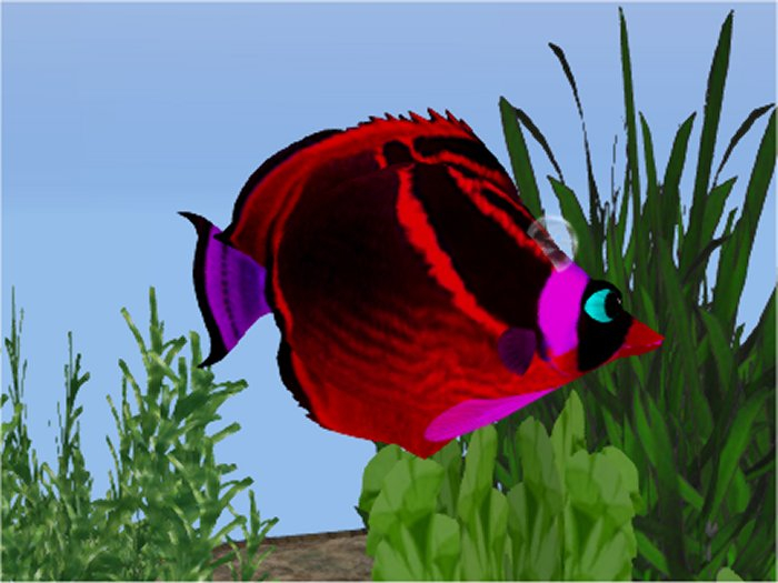 (7S) Common Fish: Red Raccoon Fish