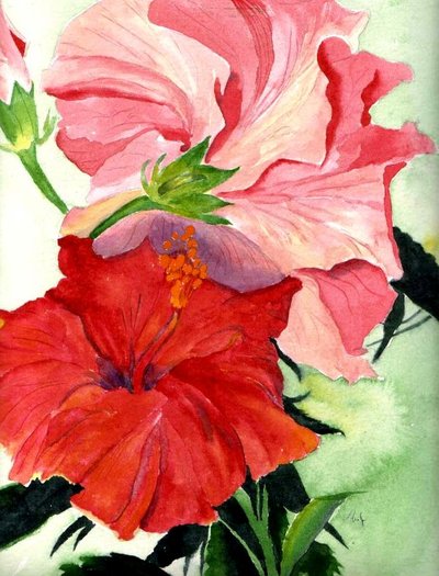 Hibiscus
