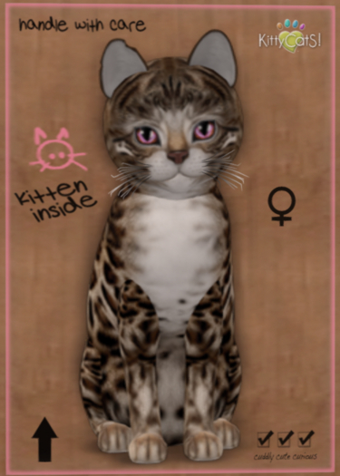 KittyCats Box 141