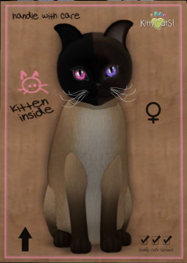 KittyCatS Box - Chimera - Seal Point Mink T8 fmWV SwLi