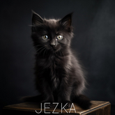 JEZKA - Full Perm Texture 299