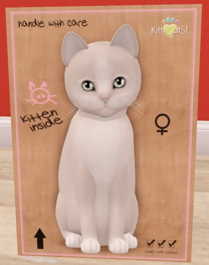 KittyCatS Box - New Born Kitten