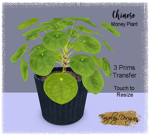 ~R~Chinese Money Plant~