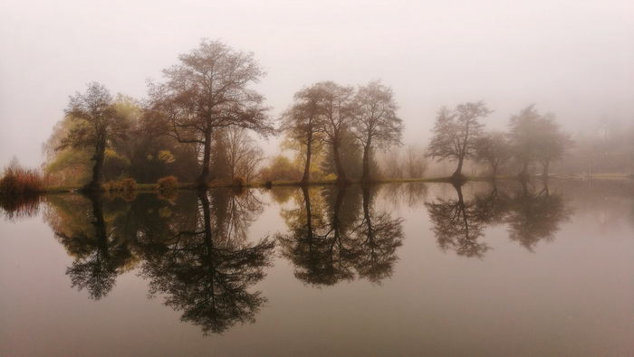 Foggy pond privacy wall
