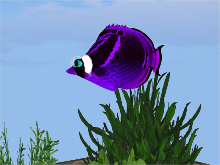 (7S) Common Fish: Purple Raccoon Fish