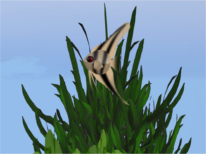 (7S) Common Fish: Striped Angelfish