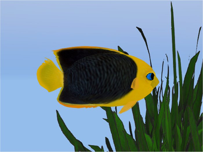 (7S) Common Fish: Yellow Rock Beauty