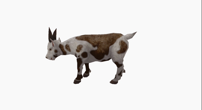 DFS Goat Barbari - Male (Actual item) 