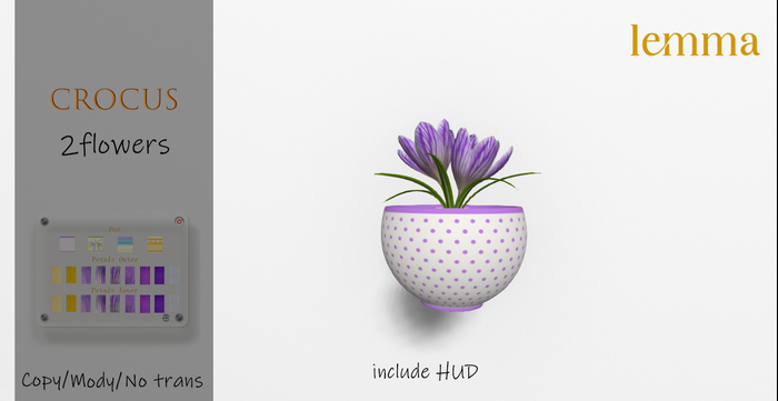 Lemma Crocus 2 flowers