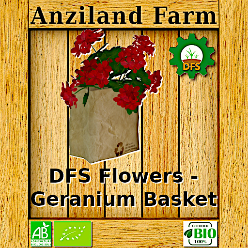 DFS Flowers - Geranium Basket (4)