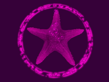 {Papillon} Starfish-Tier°1 Diminutive/Dull,〘Devious Type-Apet